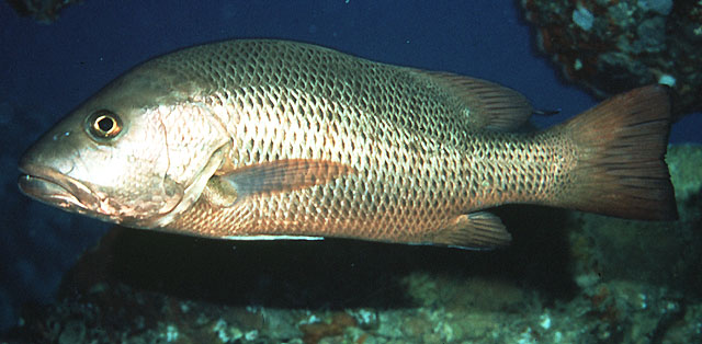 Lutjanus argentimaculatus